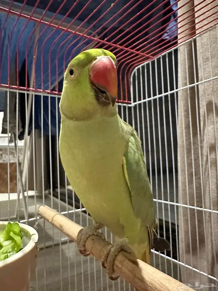 ببغاء الدرة 1