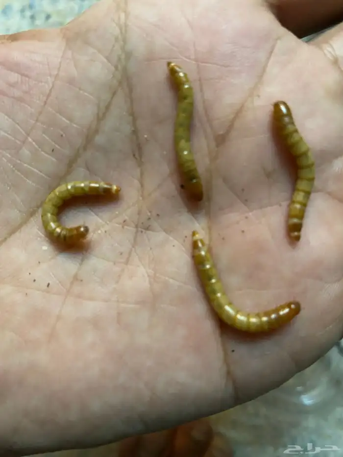 دود قبابي حي 0