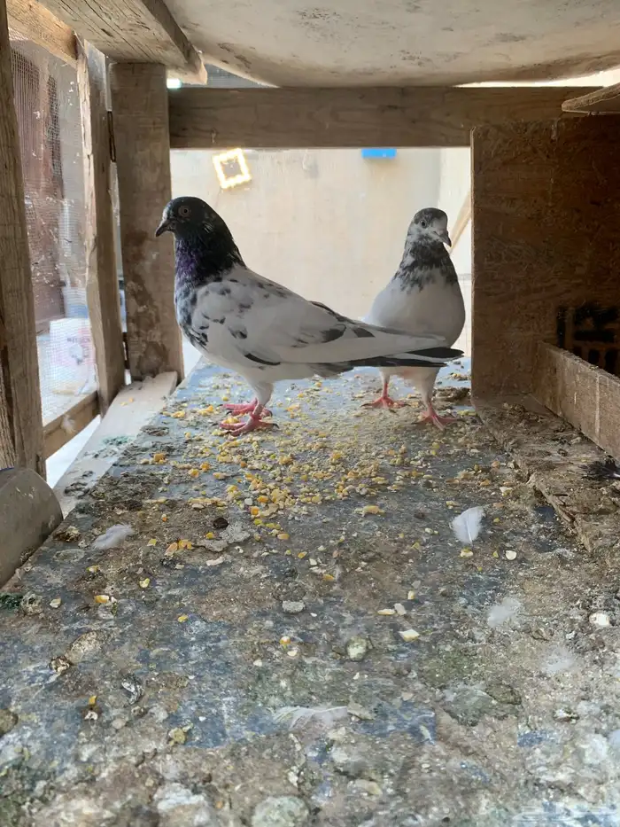 حمام باكستاني للبيع 5