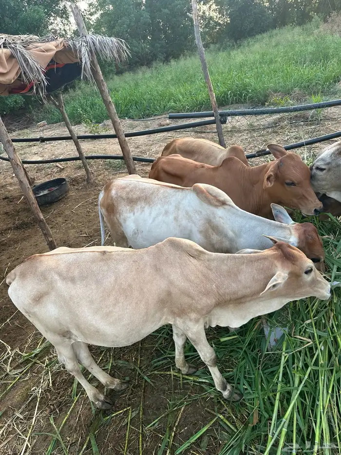 8 عجول و1 خبشه 4