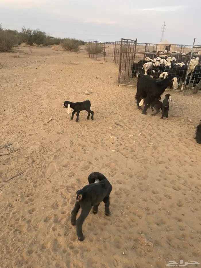 معزاء مواليد 3