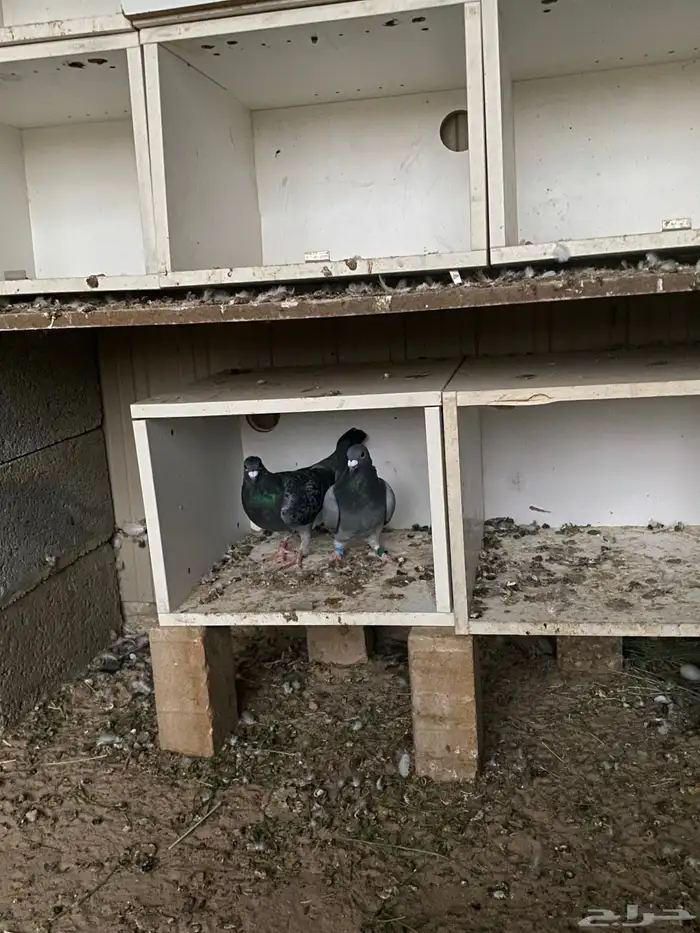 السلام عليكم اعرض لكم زوج باكستاني و زوج زاجل وعلى السوم 1