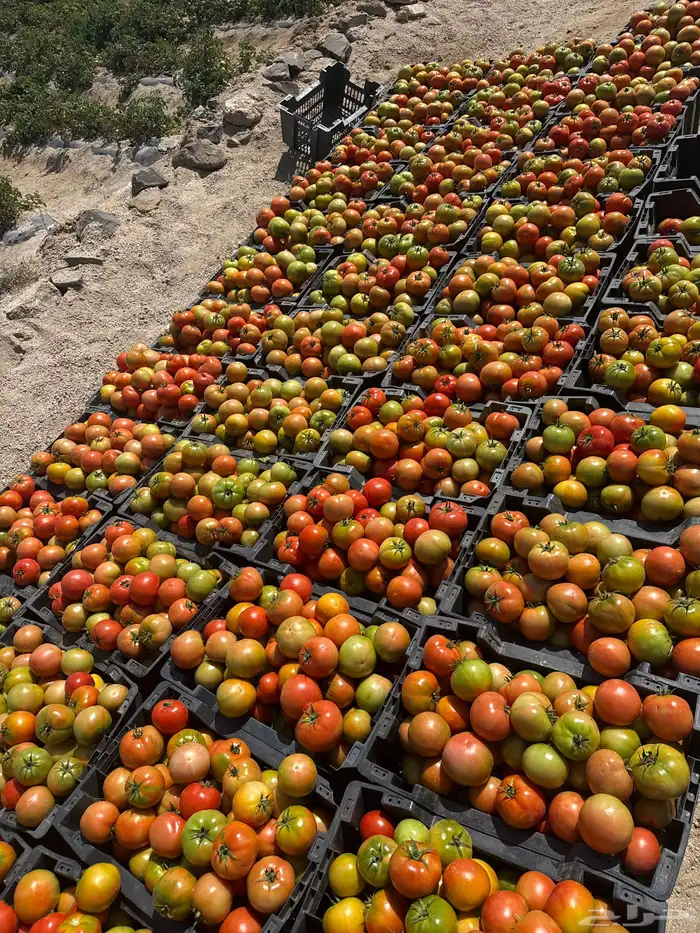 طماطم عرين 3