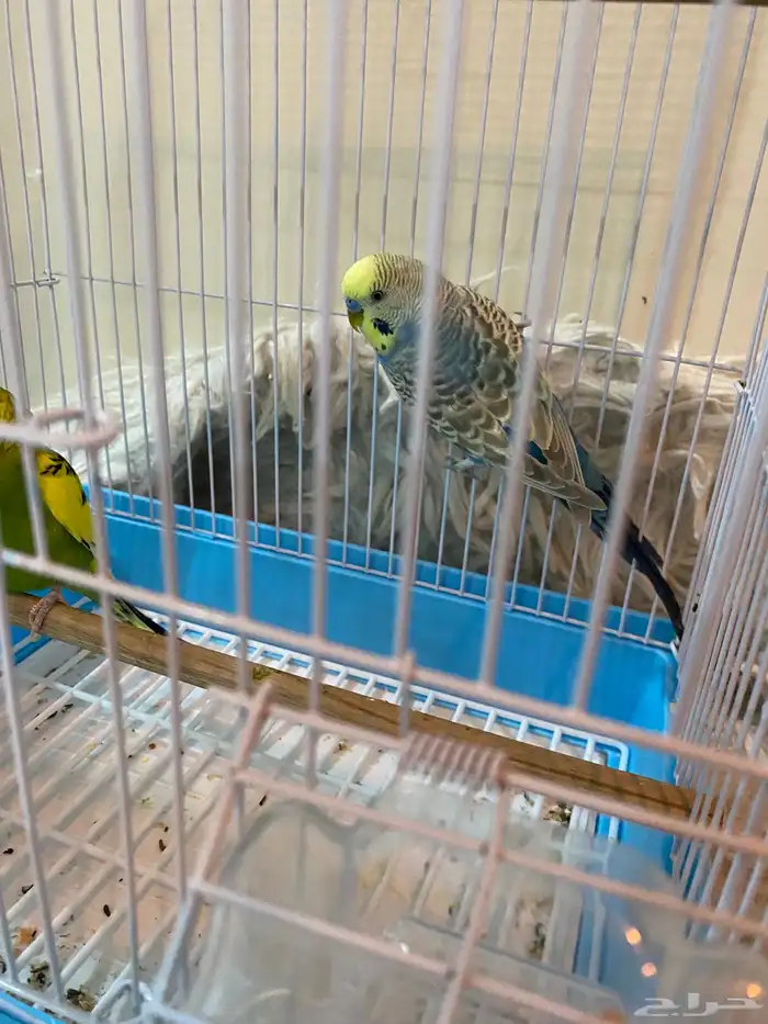 طيور الحب بصحة جيدة 2