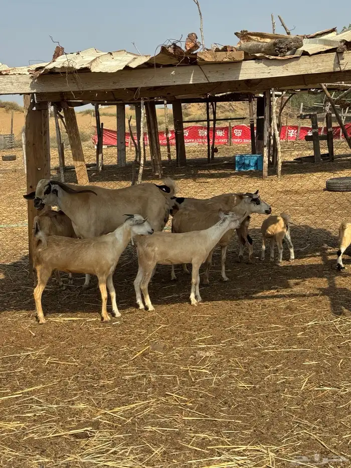 50 راس ماعز للبيع 0