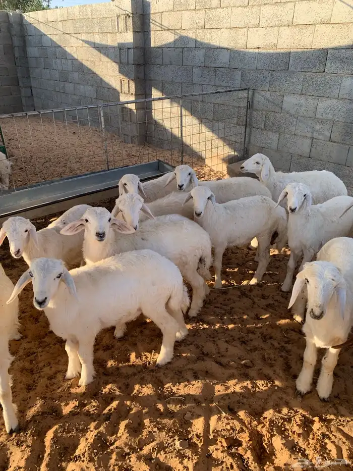 بهم حري 13 خروف و7 الرخال مغلق 1