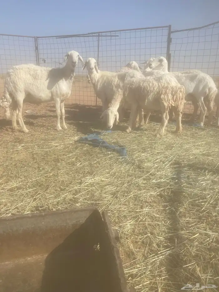 غنم حريات العدد 9 7