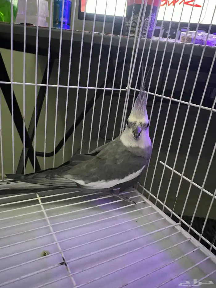 ذكر كروان وايت فيس فخم وحجم سوبر جامبو 3