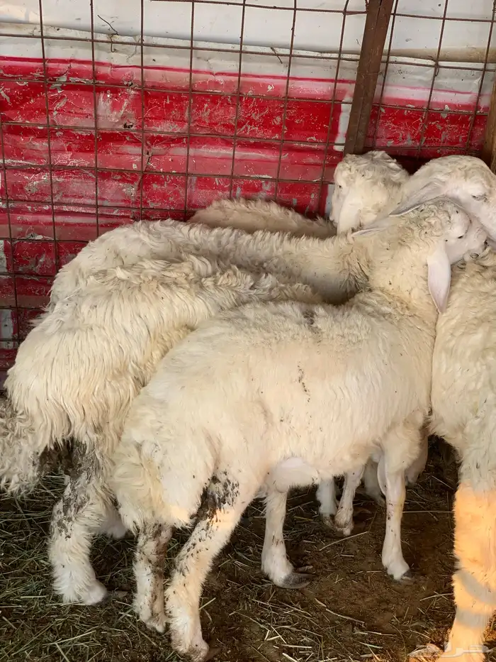 طليان حريات 1