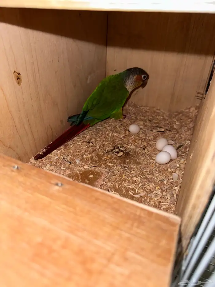 زوج كنيور يلوسايد حاط 4 بيضات تم البيع 5