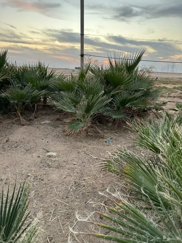 اشجار واشنطنيه 0