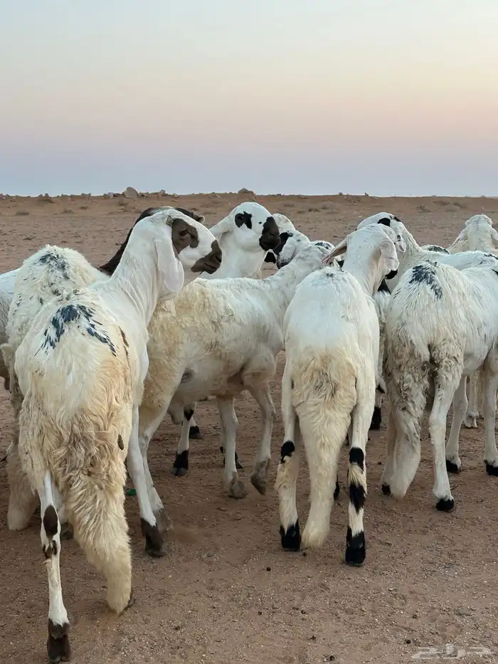 للبيع سواكن طيبه 7