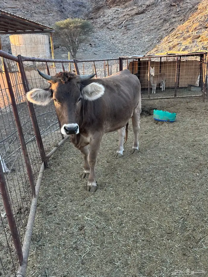 البي عجلاته ثنتين وحده لها 8 شهور والثانيه لها سنه و6 شهور 2