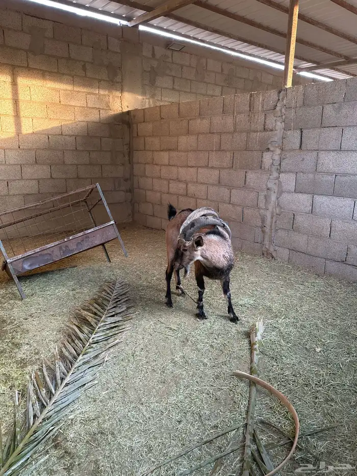 تيس هجين درجة اولى 2