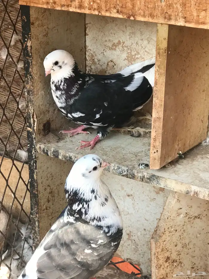 حمام قطايف زوجين للبيع مستعجل 2