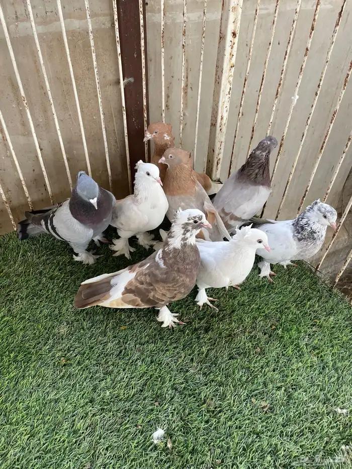 للبيع حمام ايراني قلابي 8