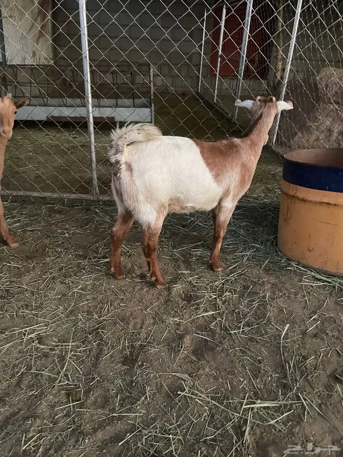 عنقاان مقاني 0