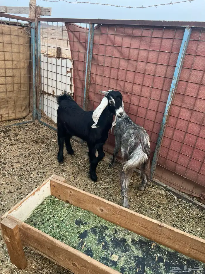 تيس وجفرة عارضي للبيع 4