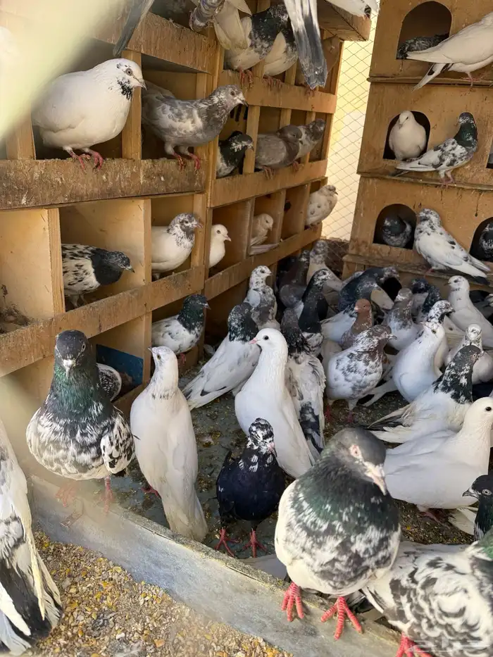 حمام بكستانية توب 3