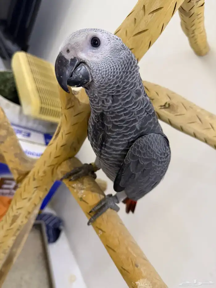 للبيع فرخ كاسكو 4