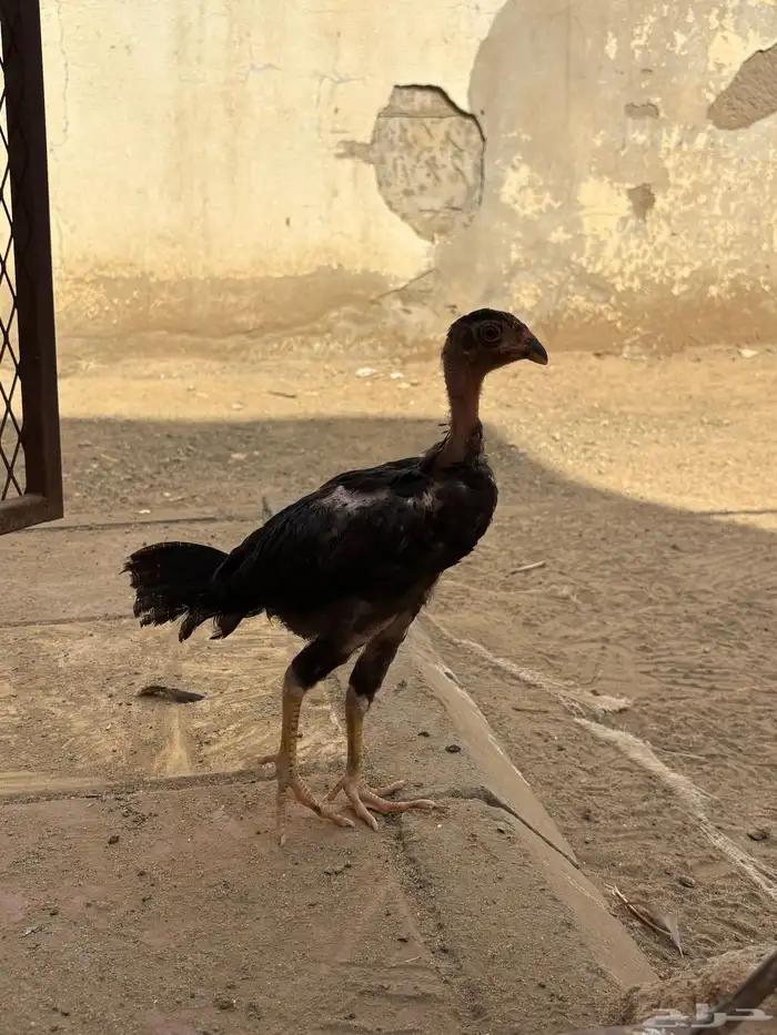 فرخ شامو الماني 2