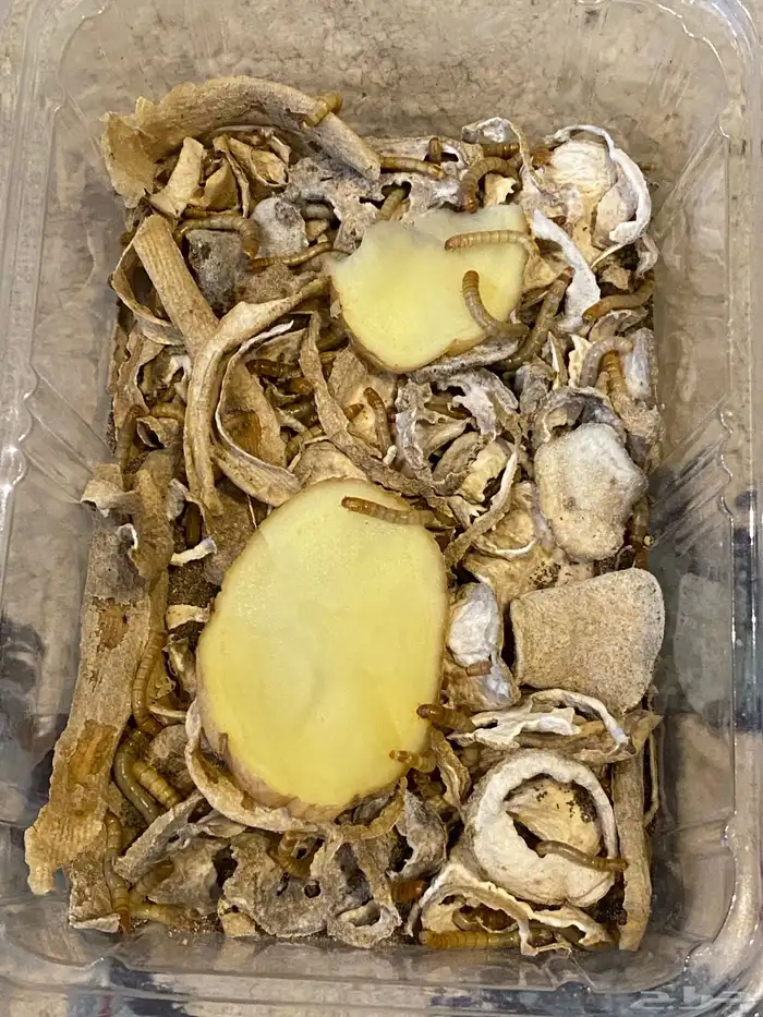 دود قبابي حي 2