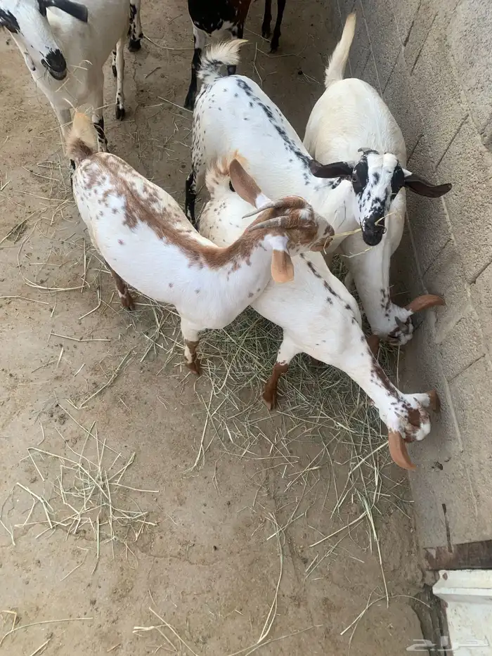 جفير العدد 10 رؤوس تربية ومطربات شي طيب ونظيف 7