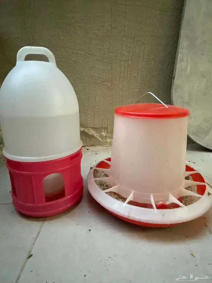 دجاج للبيع 8دجاجات و ديك 4