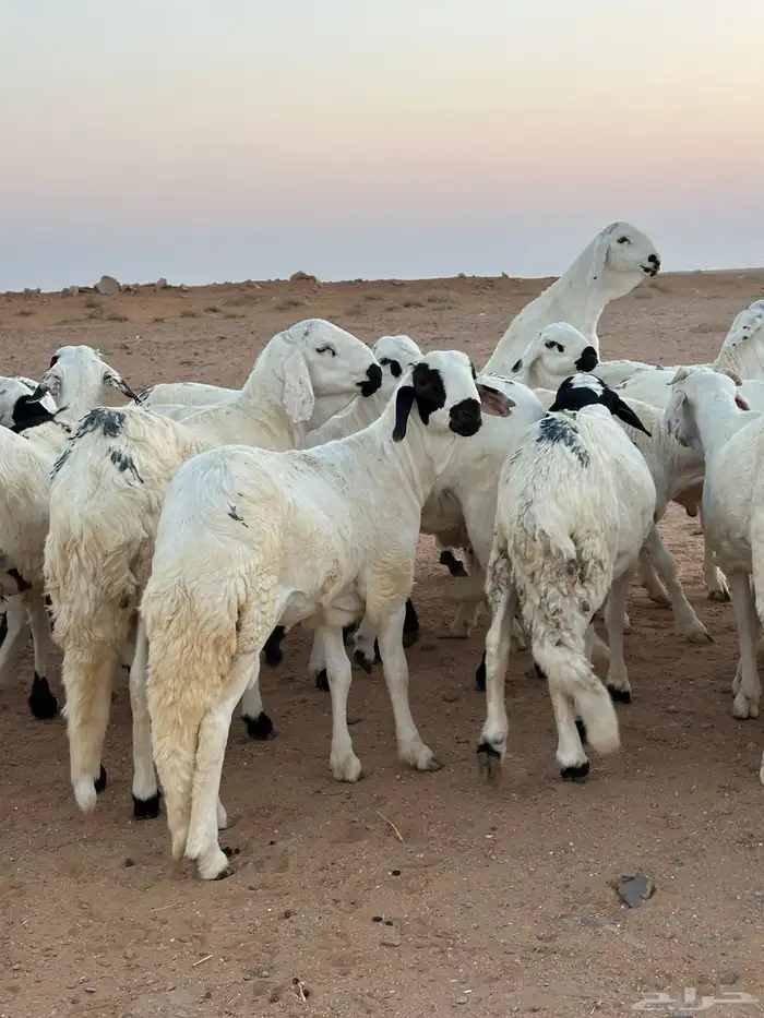 للبيع سواكن طيبه 3