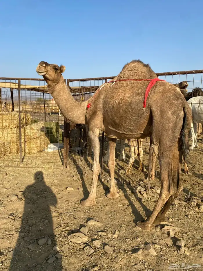 خلفه حمراء ساحليه مصغر منيحه رقم واحد الحد11800 3