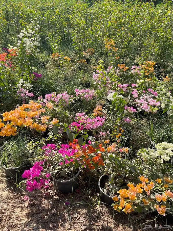 شتلات الجهنمية المجنونة مكبوسة 4