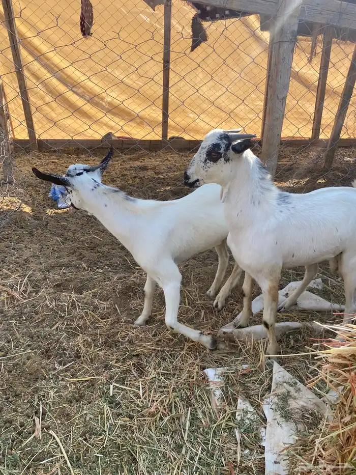 تيوس للبيع. 1