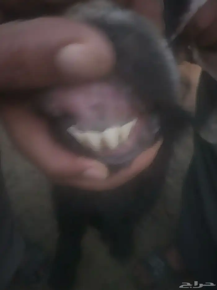 تيس فحل عارضي صنف 6