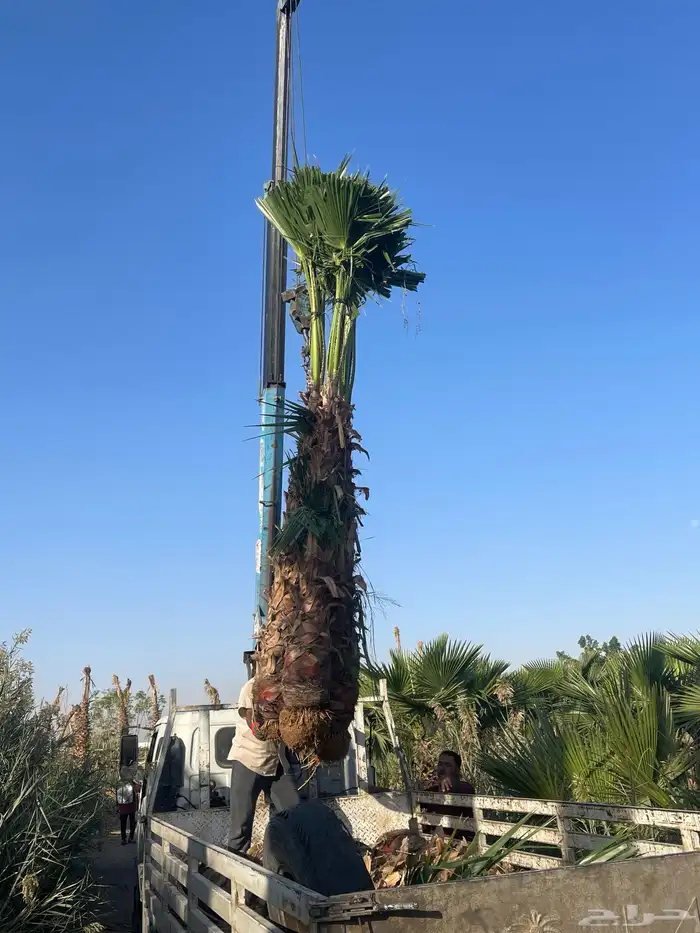 نخيل واشنطونيا للبيع 6