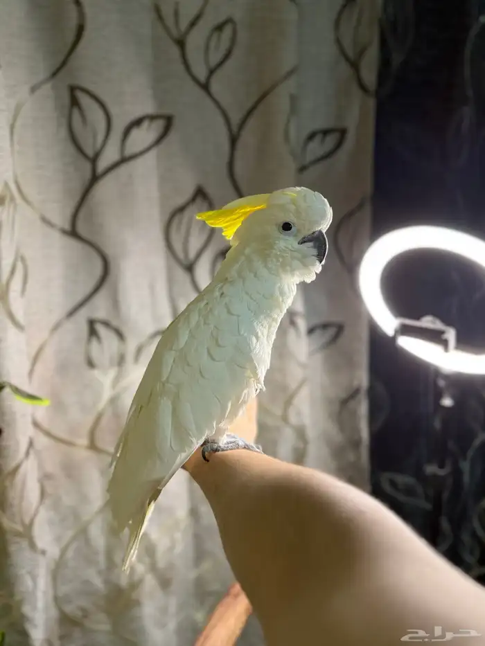 ببغاء كوكاتو سلفر تم البيع 6