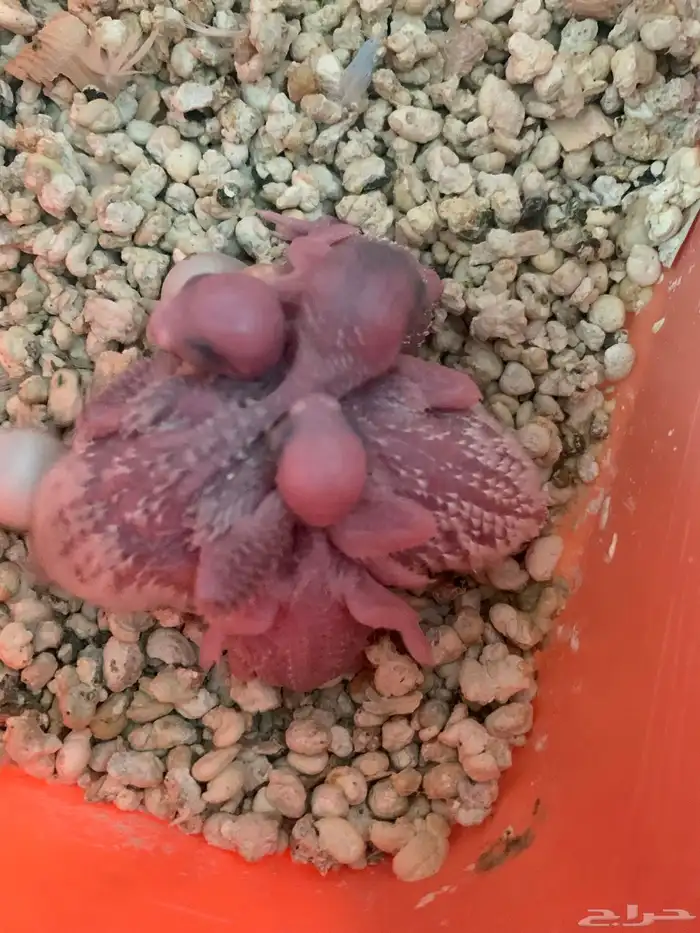 فروخ بادجي لعشاق الغر الحبه 35 او 60 شامل ملحقات 1