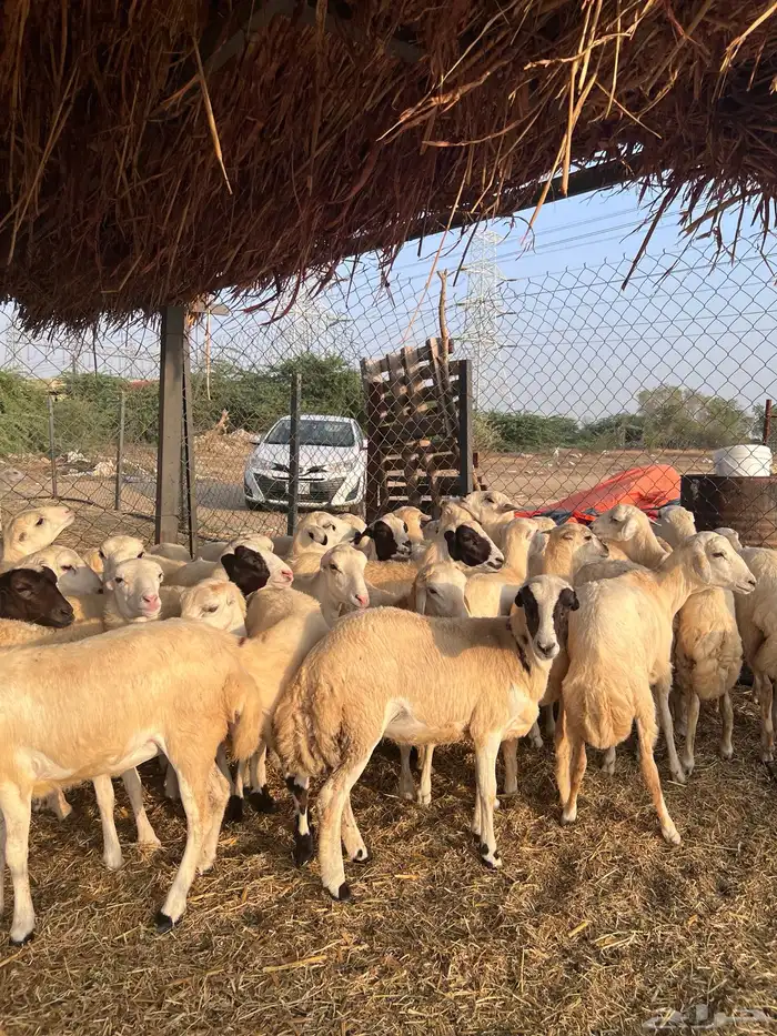 رخال رفيدي من 700 0