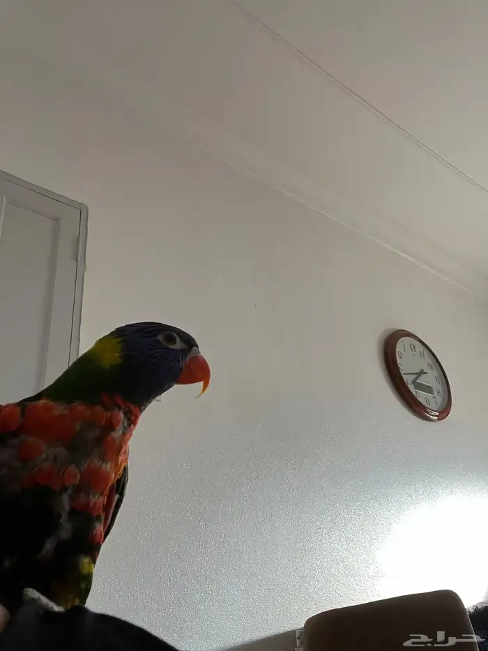 ببغاء لوري 1