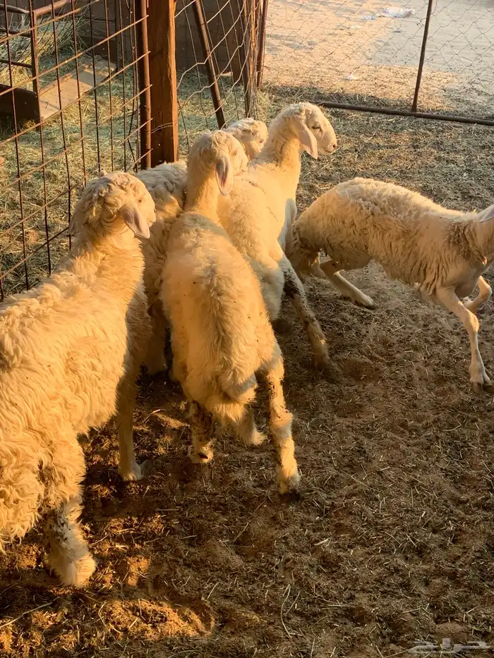 طليان حريات 2