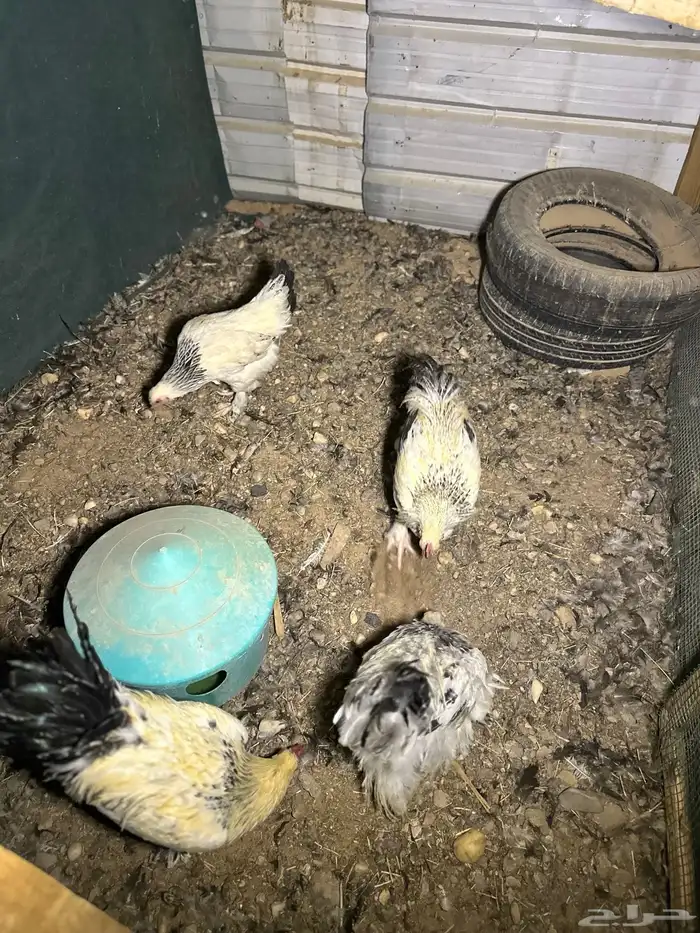 دجاج تركي اللوان تفتح النفس ماشاء الله والبيع سمح 5