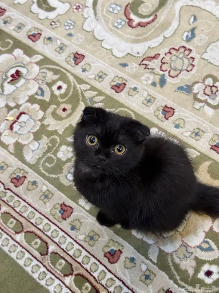 قط للبيع السعر قابل للتفارض 1