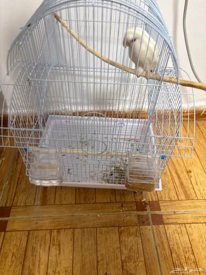 طير روز اليف هدد خارجي بس يبيله أعاده تدريب اللون البينو 0