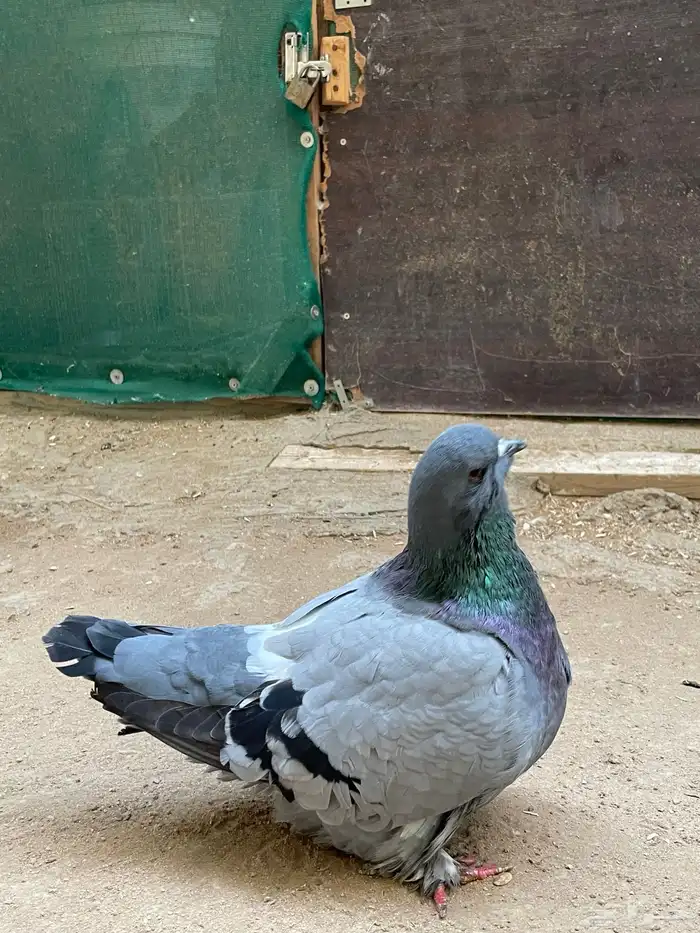 حمام فريش مهبط 5