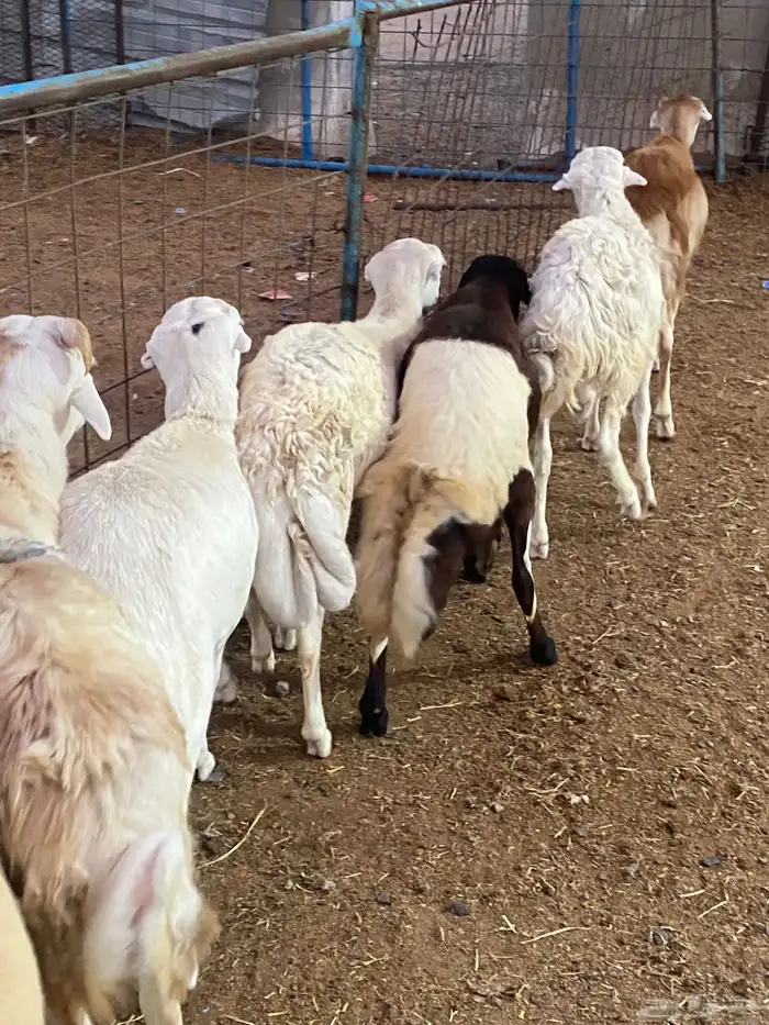 طليان شبيه الرفيدي 0