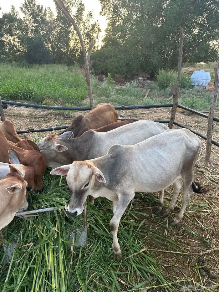 8 عجول و1 خبشه 1