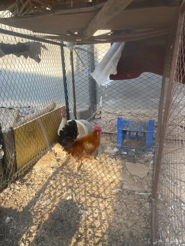 البيع الديك 0