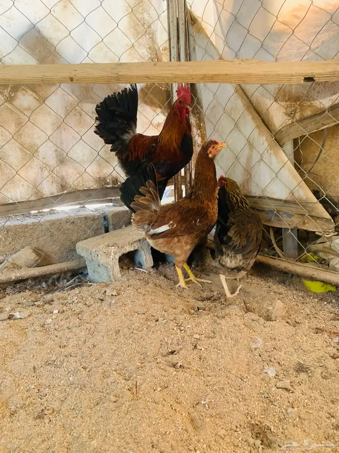 ديكين واربع دجاج عربي 4