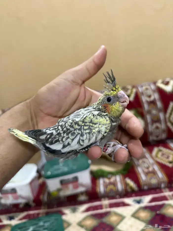 للبيع فرخين كروان 7