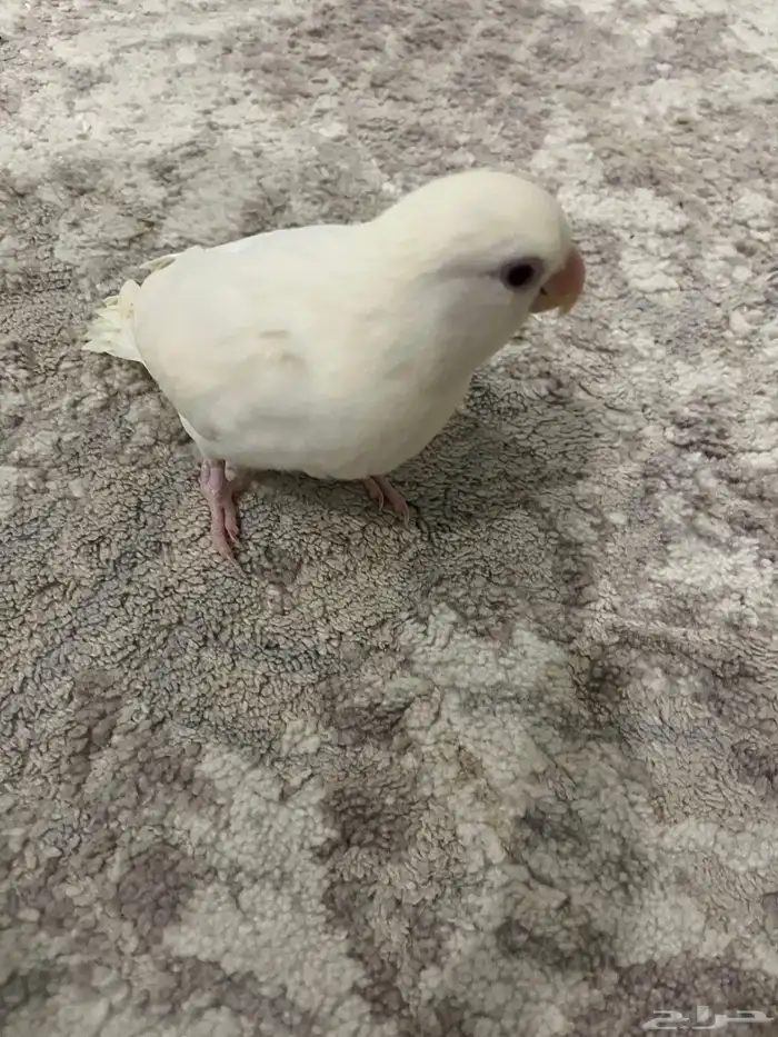 طير روز ألبينو أبيض صافي   ا 2