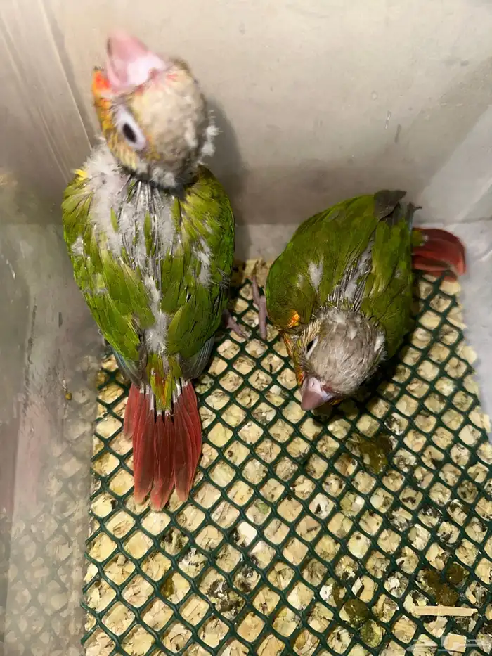 فروخ كنيور دبل رد فاكتور جميلة( 450 ) 1